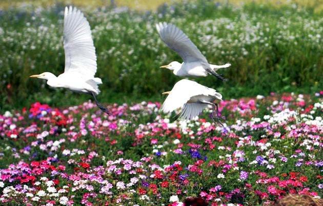 FARMER’S FRIENDS: Cranes that feed on insects in a flower field near Patiala on Monday, March 20. (Bharat Bhushan/HT) FARMER’S FRIENDS: Cranes that feed on insects in a flower field near Patiala on Monday, March 20. (Bharat Bhushan/HT)