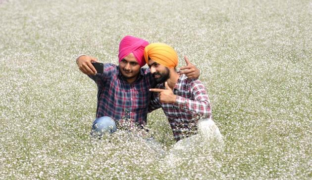IS THAT SNOW? Students click a selfie among flowers while on a study tour about in fields near Malerkotla in Sangrur district, Punjab, on Monday, March 20. (Bharat Bhushan/HT) IS THAT SNOW? Students click a selfie among flowers while on a study tour about in fields near Malerkotla in Sangrur district, Punjab, on Monday, March 20. (Bharat Bhushan/HT)