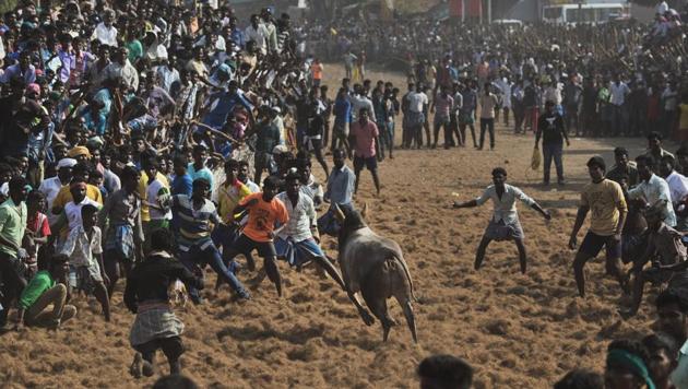 At least 78 bull tamers and spectators were injured in a jallikattu event held in Tiurchirappalli and Pudukottai. (AP File) At least 78 bull tamers and spectators were injured in a jallikattu event held in Tiurchirappalli and Pudukottai. (AP File)