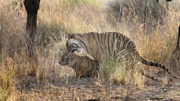 Forest authorities are aware of the dangers that lie ahead of each stray tiger outside the park. They are developing adjoining areas in Sawai Mansingh and Kailadevi with prey base and grasslands, apart from relocating villages near Ranthambore, to make space for the rising population. (Himanshu Vyas/HT Photo)