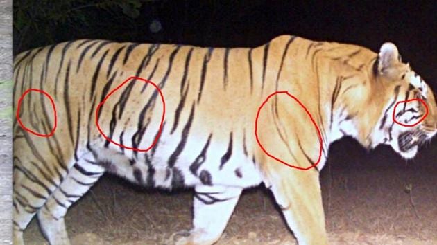 Eight-year-old Ookhan was spotted 80-100 km away near Pathri, a village close to Ghodazhari area. (Aditya Dhanwate) Eight-year-old Ookhan was spotted 80-100 km away near Pathri, a village close to Ghodazhari area. (Aditya Dhanwate)