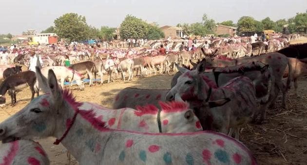 Donkeys hit the headlines after former Uttar Pradesh chief minister Akhilesh Yadav’s remarks about the animal during his election campaign. (PTI File Photo) Donkeys hit the headlines after former Uttar Pradesh chief minister Akhilesh Yadav’s remarks about the animal during his election campaign. (PTI File Photo)