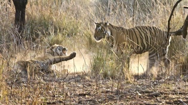 Most fights in Ranthambore National Park have been among young adults baying to dominate the richest prey base.(Himanshu Vyas/HT Photo)