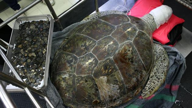 Omsin, a 25 year old female green sea turtle, rests next to a tray of coins that were removed from her stomach at the Faculty of Veterinary Science, Chulalongkorn University in Bangkok, Thailand on March 6, 2017. (Reuters File Photo)