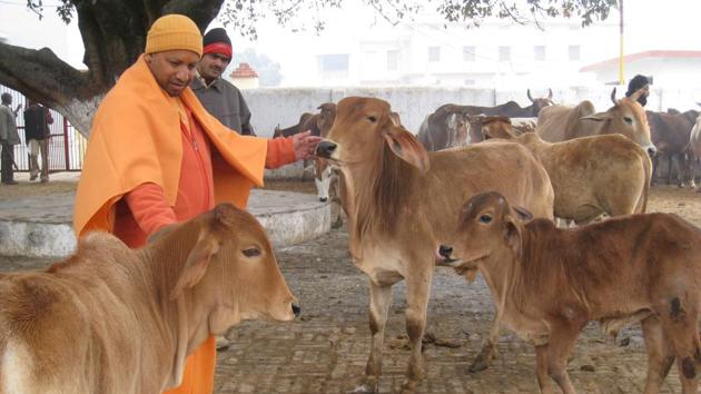 Uttar Pradesh chief minister Yogi Adityanath feeds cows at a gaushala in Gorakhpur. As of now, 98 per cent of the respondents have supported the government’s formulation of strict laws to curb cow slaughter.(HT file photo)