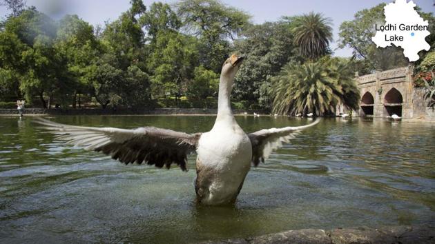 A duck flutters inside the Lodhi Garden lake. Despite judicial orders, we see no progress,” activist Diwan Singh, who is part of the Dwarka Water Bodies Committee, said. (Vageesh Lall/HT Photo) A duck flutters inside the Lodhi Garden lake. Despite judicial orders, we see no progress,” activist Diwan Singh, who is part of the Dwarka Water Bodies Committee, said. (Vageesh Lall/HT Photo)