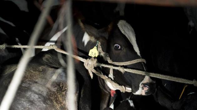 A picture from 2015 in which a cow was seen inside a truck in Taranagar in Rajasthan.(AFP File Photo) A picture from 2015 in which a cow was seen inside a truck in Taranagar in Rajasthan.(AFP File Photo)
