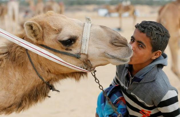 Ayman, an 11-year-old jockey, kisses his camel near the starting line during the International Camel Racing festival . (Amr Abdallah Dalsh / Reuters) Ayman, an 11-year-old jockey, kisses his camel near the starting line during the International Camel Racing festival . (Amr Abdallah Dalsh / Reuters)