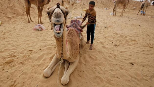Ahmed, a 10-year-old jockey, looks on during the opening of the International Camel Racing festival . (Amr Abdallah Dalsh / Reuters) Ahmed, a 10-year-old jockey, looks on during the opening of the International Camel Racing festival . (Amr Abdallah Dalsh / Reuters)