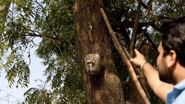 The neem tree in Delhi University’s North Campus that excreting a fluid that people suspect to be toddy.(Saumya Khandelwal/Hindustan Times) The neem tree in Delhi University’s North Campus that excreting a fluid that people suspect to be toddy.(Saumya Khandelwal/Hindustan Times)