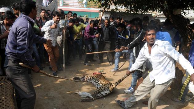 Villagers beat a leopard that entered Mandawar village on November 24, 2016. (Parveen Kumar/HT File) Villagers beat a leopard that entered Mandawar village on November 24, 2016. (Parveen Kumar/HT File)