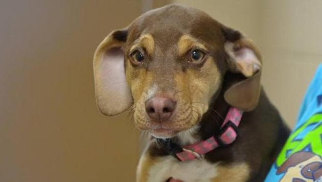 ‘Peanut’, a former shelter dog who was abused by his owner, found the girl naked and alone in freezing weather. ‘Peanut’, a former shelter dog who was abused by his owner, found the girl naked and alone in freezing weather.
