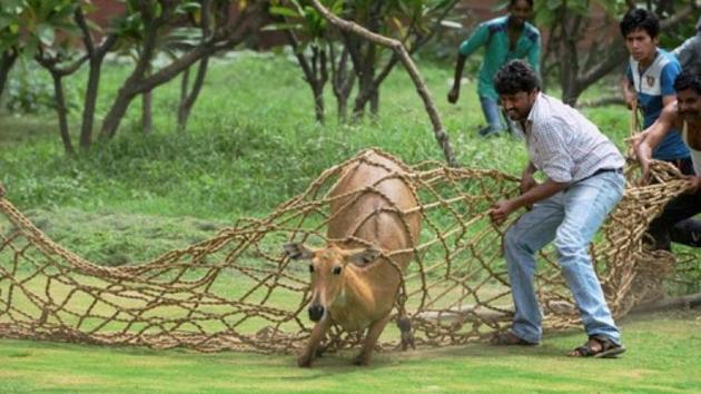 MP govt spends Rs lakh to capture, relocate one Nilgai | Latest News India - Hindustan Times MP govt spends Rs lakh to capture, relocate one Nilgai | Latest News India - Hindustan Times