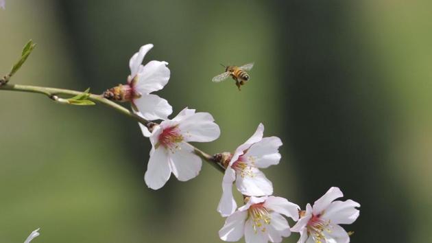 In  the month of March, the moist earth gives birth to new life. Flowers, grass and trees, everything comes to life . 