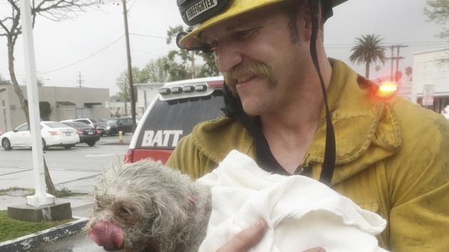 Santa Monica firefighter Andrew Klein holds the dog, Nalu, after rescuing it from a house fire in California.(AP Photo)