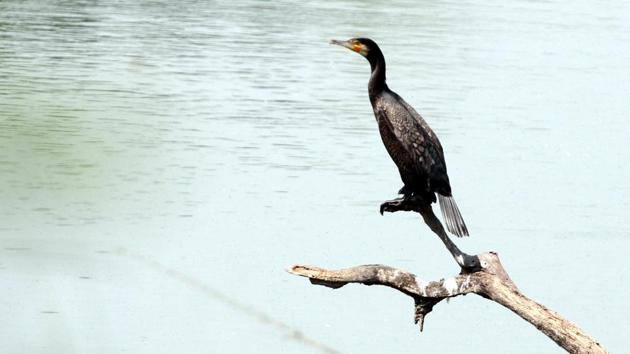 A little cormorant rests next to water. (Jagtinder Singh Grewal/HT) A little cormorant rests next to water. (Jagtinder Singh Grewal/HT)
