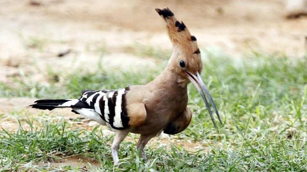 A common hoopoe spotted in Ludhiana. (Jagtinder Singh Grewal/HT) A common hoopoe spotted in Ludhiana. (Jagtinder Singh Grewal/HT)