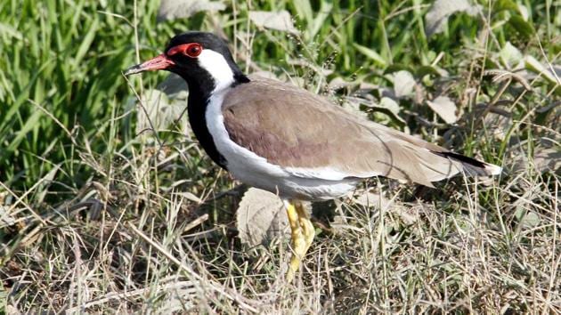 A red-wattled lapwing spotted in Ludhiana. (Jagtinder Singh Grewal/HT) A red-wattled lapwing spotted in Ludhiana. (Jagtinder Singh Grewal/HT)
