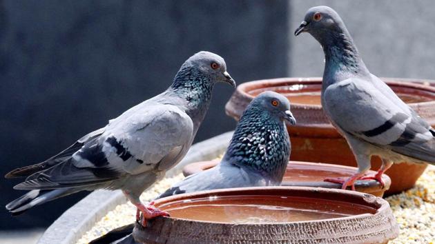 Pigeons gather around a water bowl as summer kicks in, in Ludhiana. (Jagtinder Singh Grewal/HT) Pigeons gather around a water bowl as summer kicks in, in Ludhiana. (Jagtinder Singh Grewal/HT)