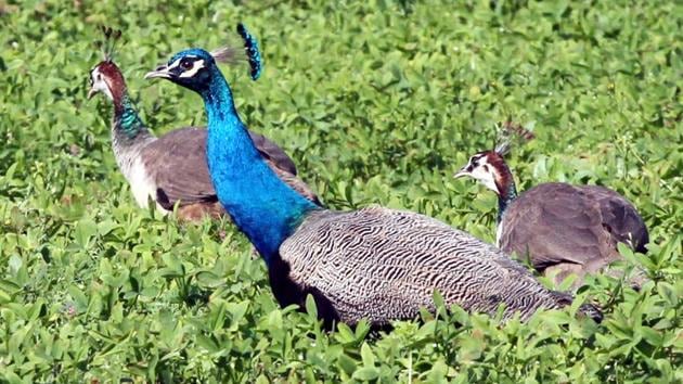 Ludhiana attracts many winged visitors, while it also houses peacocks and other natives. Many of these can be spotted in various parts of the district, especially Sidhwan Canal, Doraha Canal and PAU. (Jagtinder Singh Grewal /HT) Ludhiana attracts many winged visitors, while it also houses peacocks and other natives. Many of these can be spotted in various parts of the district, especially Sidhwan Canal, Doraha Canal and PAU. (Jagtinder Singh Grewal /HT)
