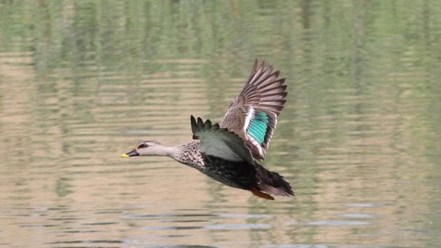 A little grebe takes flight. (Jagtinder Singh Grewal/HT) A little grebe takes flight. (Jagtinder Singh Grewal/HT)