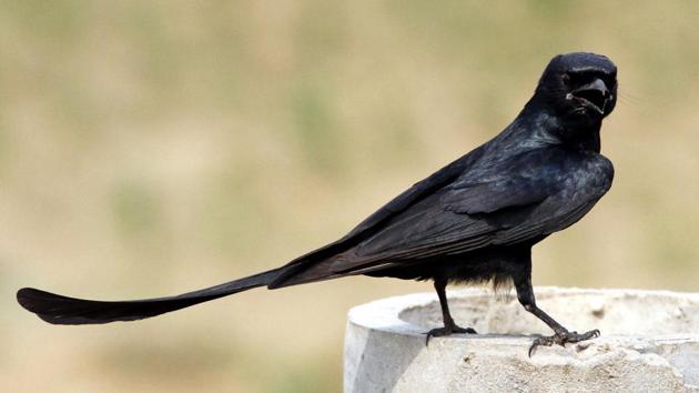 An Asian koel stares right into the camera. (Jagtinder Singh Grewal/HT) An Asian koel stares right into the camera. (Jagtinder Singh Grewal/HT)