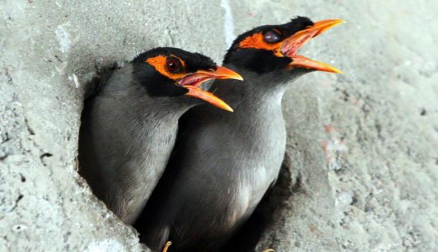 An Indian myna pair. (Jagtinder Singh Grewal/HT) An Indian myna pair. (Jagtinder Singh Grewal/HT)