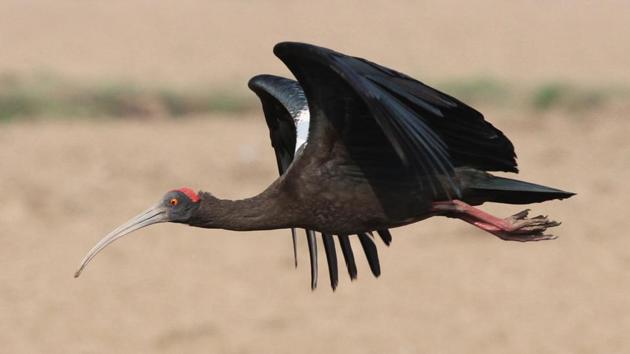 A red-naped ibis taking flight in Ludhiana. (Jagtinder Singh Grewal/HT) A red-naped ibis taking flight in Ludhiana. (Jagtinder Singh Grewal/HT)