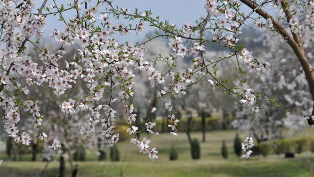 Kashmir is known as the fruit Bowl of India. A major part  of its total area is under fruit cultivation. 