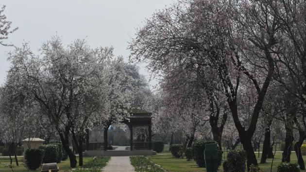 The white and pink flowers on the almond trees present an enchanting sight to see. 