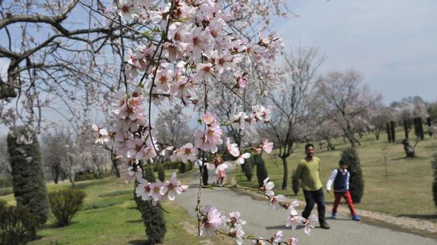 Till 1970, the people of Srinagar would assemble there to announce the arrival of the spring season. 
