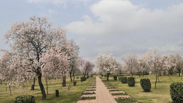 Locals as well as tourists throng this place in spring to see these blooms, which are a sight to behold. 