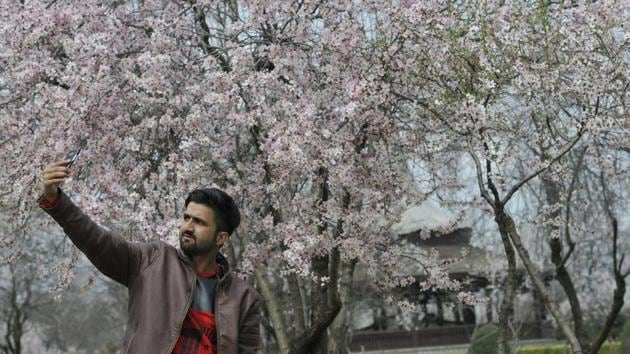 A man takes selfie with the bloomed almond  trees at Badam wari in old downtown Srinagar. 