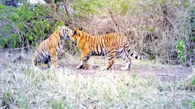All four slaughterhouses of Kanpur Municipal Corporation have been closed, resulting in the suspension of meat supply for animals. (HT File Photo)