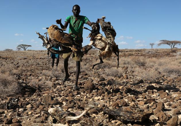 Turkana tribesmen collect goats carcasses to burn them in a village near Loiyangalani. (Goran Tomasevic / Reuters) Turkana tribesmen collect goats carcasses to burn them in a village near Loiyangalani. (Goran Tomasevic / Reuters)