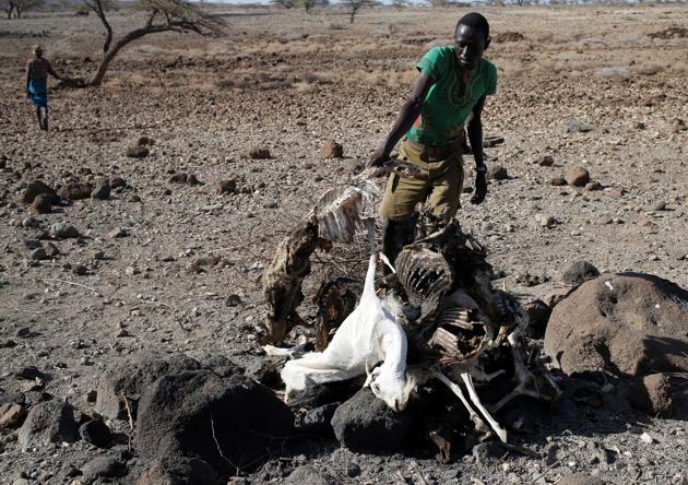 A Turkana tribesman collects goats carcasses to burn them in a village near Loiyangalani. (Goran Tomasevic / Reuters) A Turkana tribesman collects goats carcasses to burn them in a village near Loiyangalani. (Goran Tomasevic / Reuters)