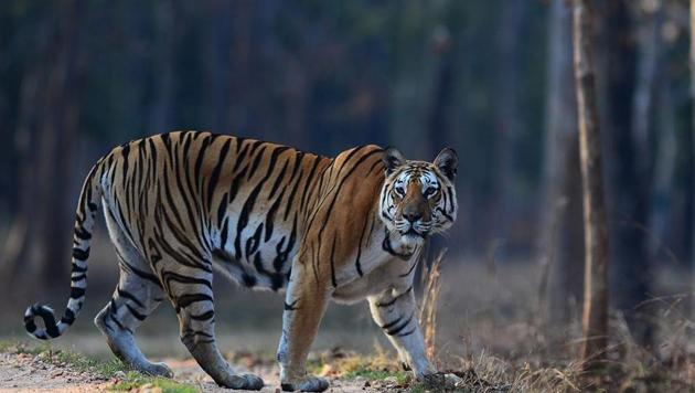 Fencing of a stretch of the railway track in VTR is on the anvil after a train-hit tigress died in September 2015. (HT file photo) Fencing of a stretch of the railway track in VTR is on the anvil after a train-hit tigress died in September 2015. (HT file photo)