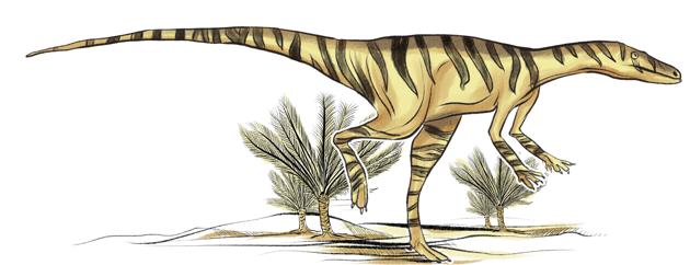 One of the earliest known dinosaurs, fossilised bones of this species were discovered in the red mudstone in Adilabad (now Telangana). The Alwalkeria maleriensis seemed to be built for speed and agility. It stood erect at 1.5 metres but weighed only about 3 kg – even its bones were hollow. It had straight, sharp front teeth, with side teeth curved backwards, and ate everything from plants and small animals to insects. (Srikrishna Patkar/HT Illustration) One of the earliest known dinosaurs, fossilised bones of this species were discovered in the red mudstone in Adilabad (now Telangana). The Alwalkeria maleriensis seemed to be built for speed and agility. It stood erect at 1.5 metres but weighed only about 3 kg – even its bones were hollow. It had straight, sharp front teeth, with side teeth curved backwards, and ate everything from plants and small animals to insects. (Srikrishna Patkar/HT Illustration)