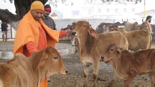 Yogi Adityanath feeding cows at a gaushala in Gorakhpur (HT file photo)