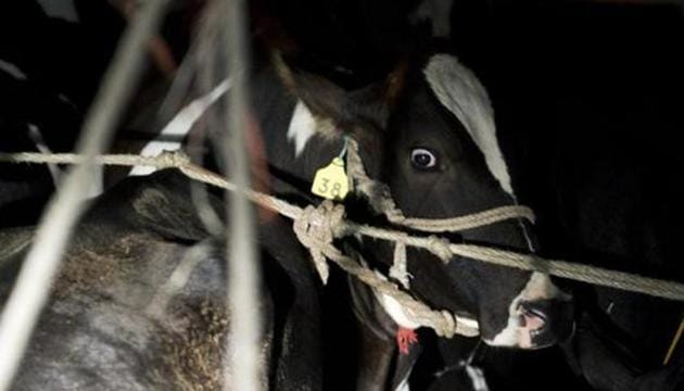 A cow is seen inside a truck stopped by volunteers of a cow protection group, on a highway in Taranagar in Rajasthan.(AFP FILE)
