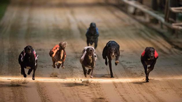 Greyhounds compete on the track during an evening of greyhound racing at Wimbledon Stadium in south London on March 18, 2017. March 25 will see the final day of racing at the Wimbledon dog track which will close to be demolished to make way for a new stadium for AFC Wimbledon. The closer of track will mark the end of the once hugely popular working-class sport of greyhound racing in London. (JUSTIN TALLIS / AFP) 