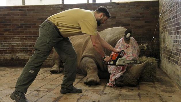 A rhino having its horn cut off at the zoo in Dvur Kralove, north-eastern Czech Republic. The Czech zoo said it had begun to saw off the horns from its herd of rare rhinos after a brutal attack two weeks ago in a French zoo where poachers shot dead a white rhino and hacked off its horns. (AFP) 