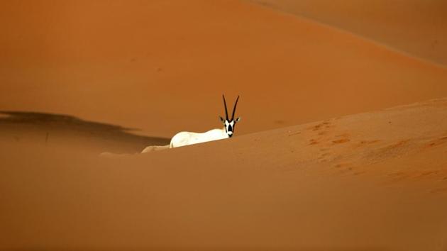 Arabian Oryx are seen at the Arabian Oryx Sanctuary in Um al-Zamool, near the United Arab Emirates' border with Saudi Arabia on March 23, 2017. The sanctuary stretches over an estimated area of 8,900 square kilometres and currently hosts nearly 155 of the species, which were reintroduced into the its natural habitat in the UAE in a five-year conservation plan launched by UAE's late ruler Sheikh Zayed bin Sultan Al Nahyan, after fears of their extinction. (KARIM SAHIB / AFP) 