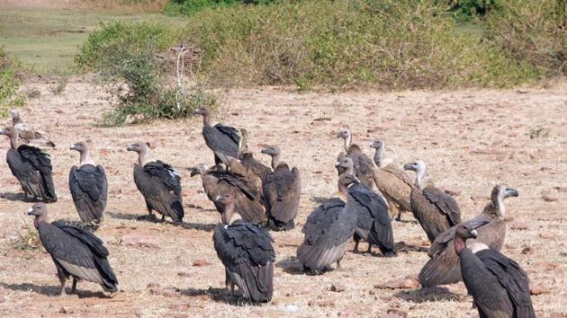 The vultures fed on cattle carcasses which contained veterinary drugs having high level of antibiotics leading to their deaths.(Representative image)