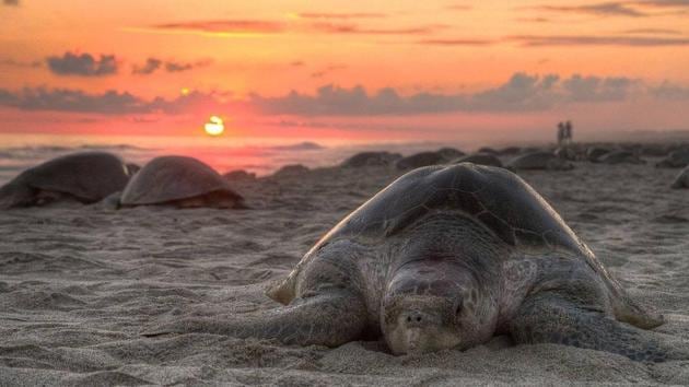 The Olive Ridley is a small-sized species of sea turtle, measuring about 2.5 feet in length. (Peter Van Geit Facebook Page) The Olive Ridley is a small-sized species of sea turtle, measuring about 2.5 feet in length. (Peter Van Geit Facebook Page)