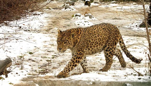 Poultry is not a wholesome choice, or a solution, as leopards need red meat to survive.(Representative Image) Poultry is not a wholesome choice, or a solution, as leopards need red meat to survive.(Representative Image)