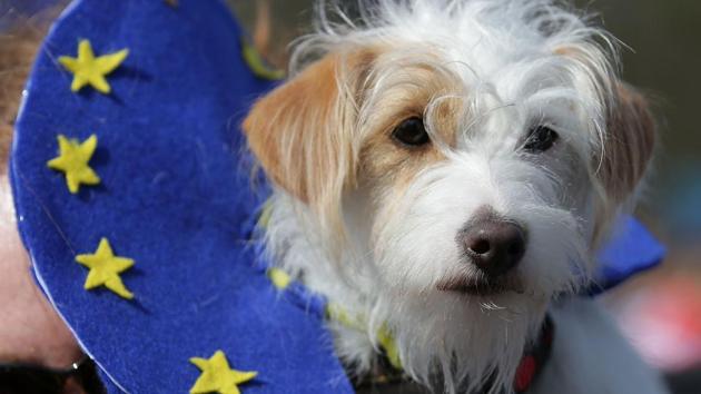 A dog wears an EU flag-themed collar during the march. (Daniel Leal-Olivas/AFP) A dog wears an EU flag-themed collar during the march. (Daniel Leal-Olivas/AFP)