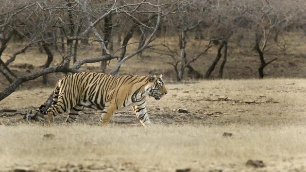 The NTCA has asked state forest department to speed up ground work for relocation of four tigers from the highly congested Corbett landscape to Rajaji National Park.(HT File Photo) The NTCA has asked state forest department to speed up ground work for relocation of four tigers from the highly congested Corbett landscape to Rajaji National Park.(HT File Photo)