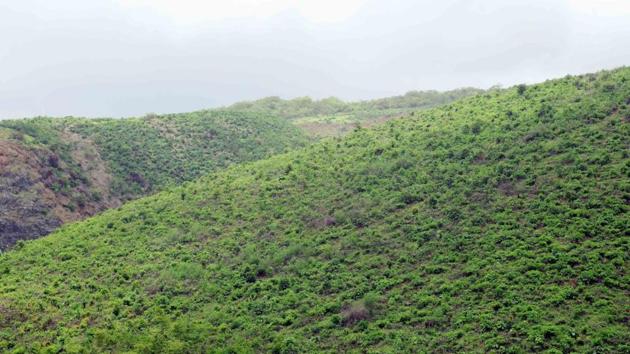 The forest areas under SGNP that has been declared an eco-sensitive zone. Mining and quarrying has continued here, despite a ministry order prohibiting them.(HT)