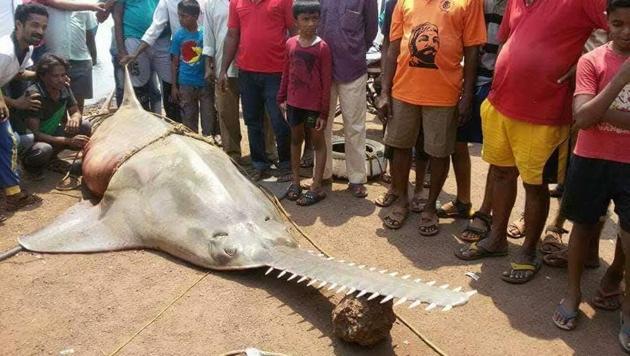 Local fisherman catches 20 ft long, 700 kg sawfish in Vijaydurg creek.(Twitter/Save Sindhudurg) Local fisherman catches 20 ft long, 700 kg sawfish in Vijaydurg creek.(Twitter/Save Sindhudurg)
